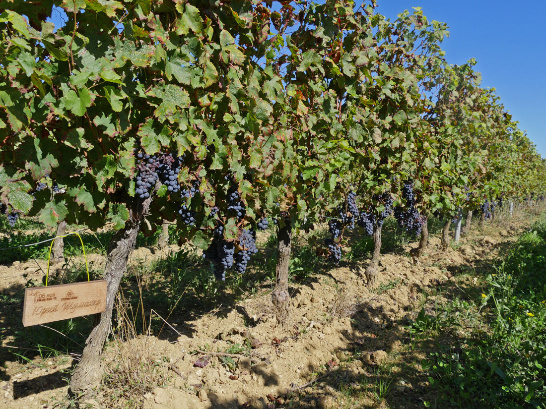 Виноградник на урожай